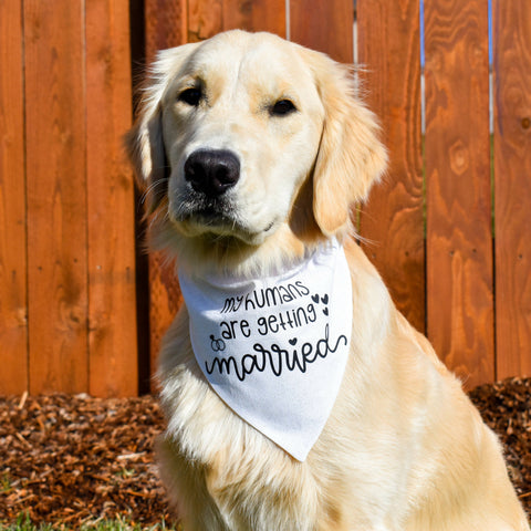 My Humans are Getting Married Over-the-Collar Dog Bandana